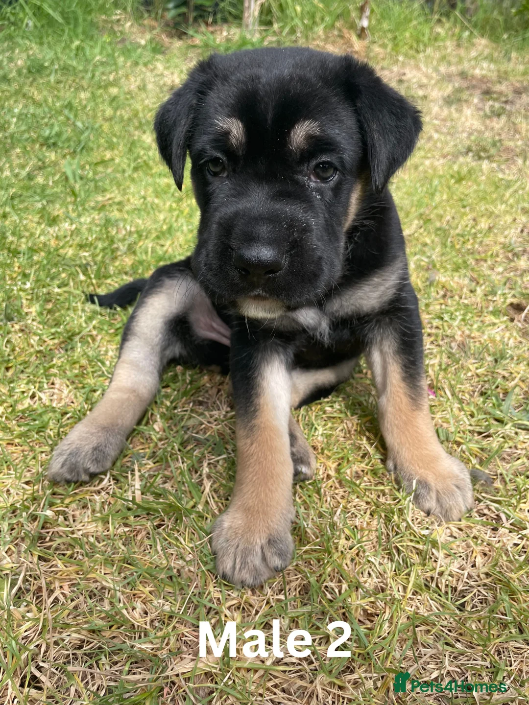 German Shepherd dogs for sale: 100% Healthy Pure Breed  German Shepherd Puppies  - Advert 6