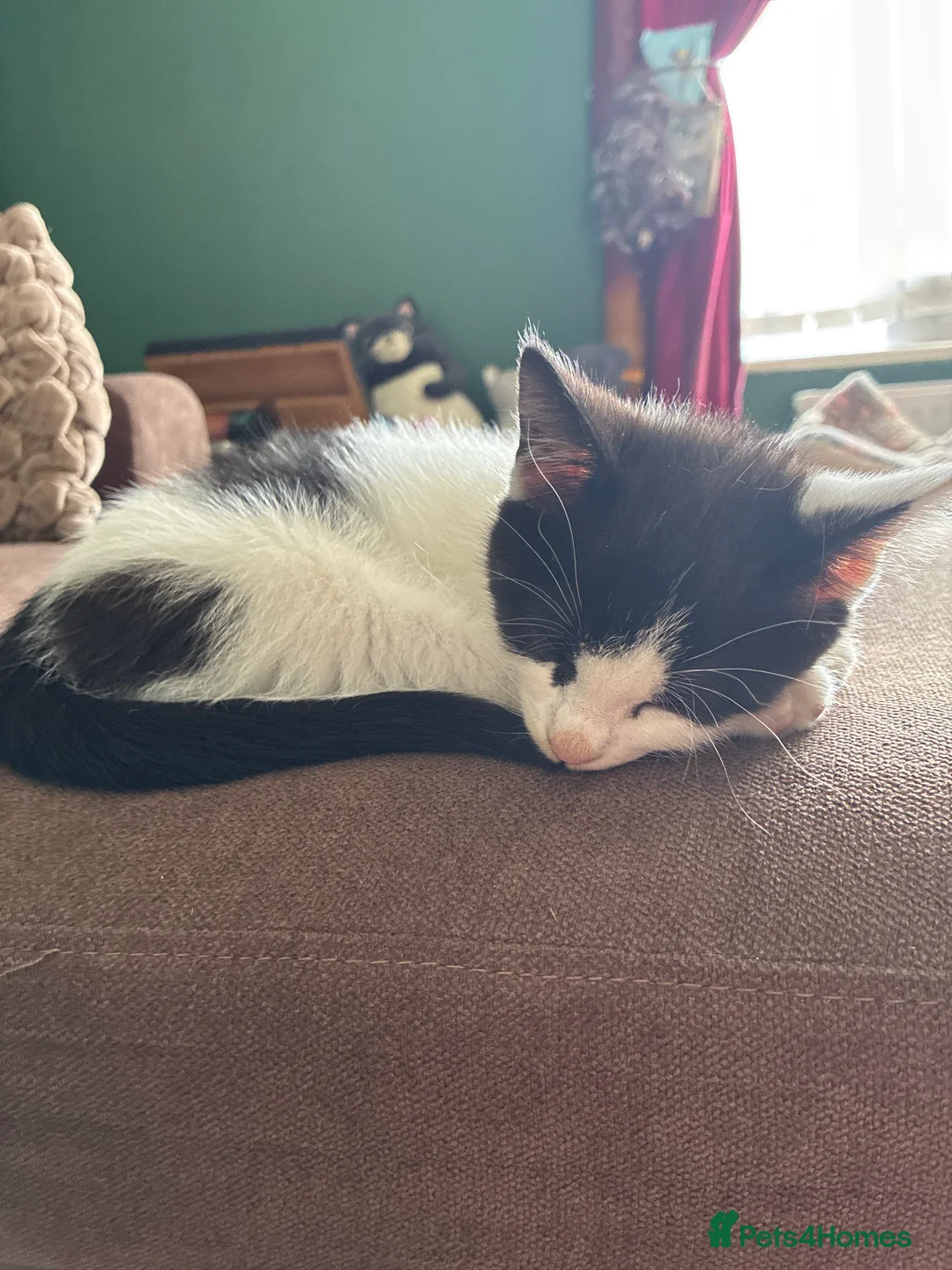 Domestic Shorthair cats for sale: Beautiful black and white female kitten - Advert 2