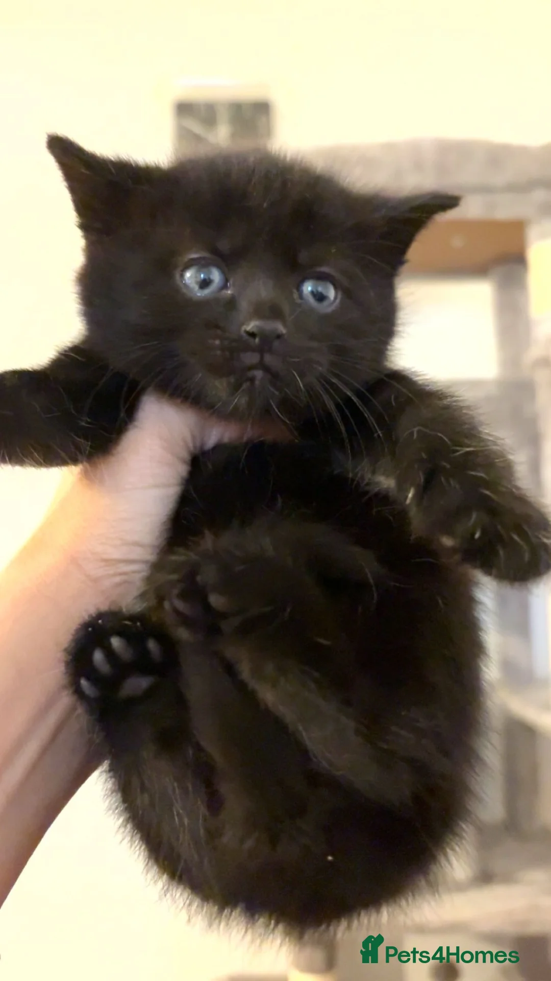 Scottish Fold cats for sale: Scottish fold 2 boys left. 💙 - Advert 5