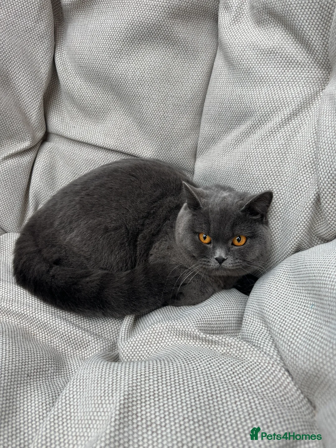 British Shorthair cats for sale: British Shorthair Chunky kittens - Advert 33
