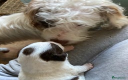 Mixed Breed dogs for sale: 6 beautiful puppies  - Image 1