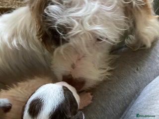 Mixed Breed dogs - Advert 1