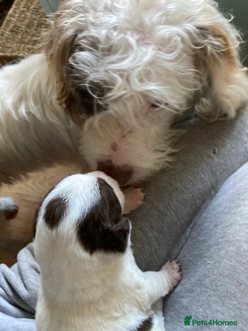 Mixed Breed dogs - Advert 1