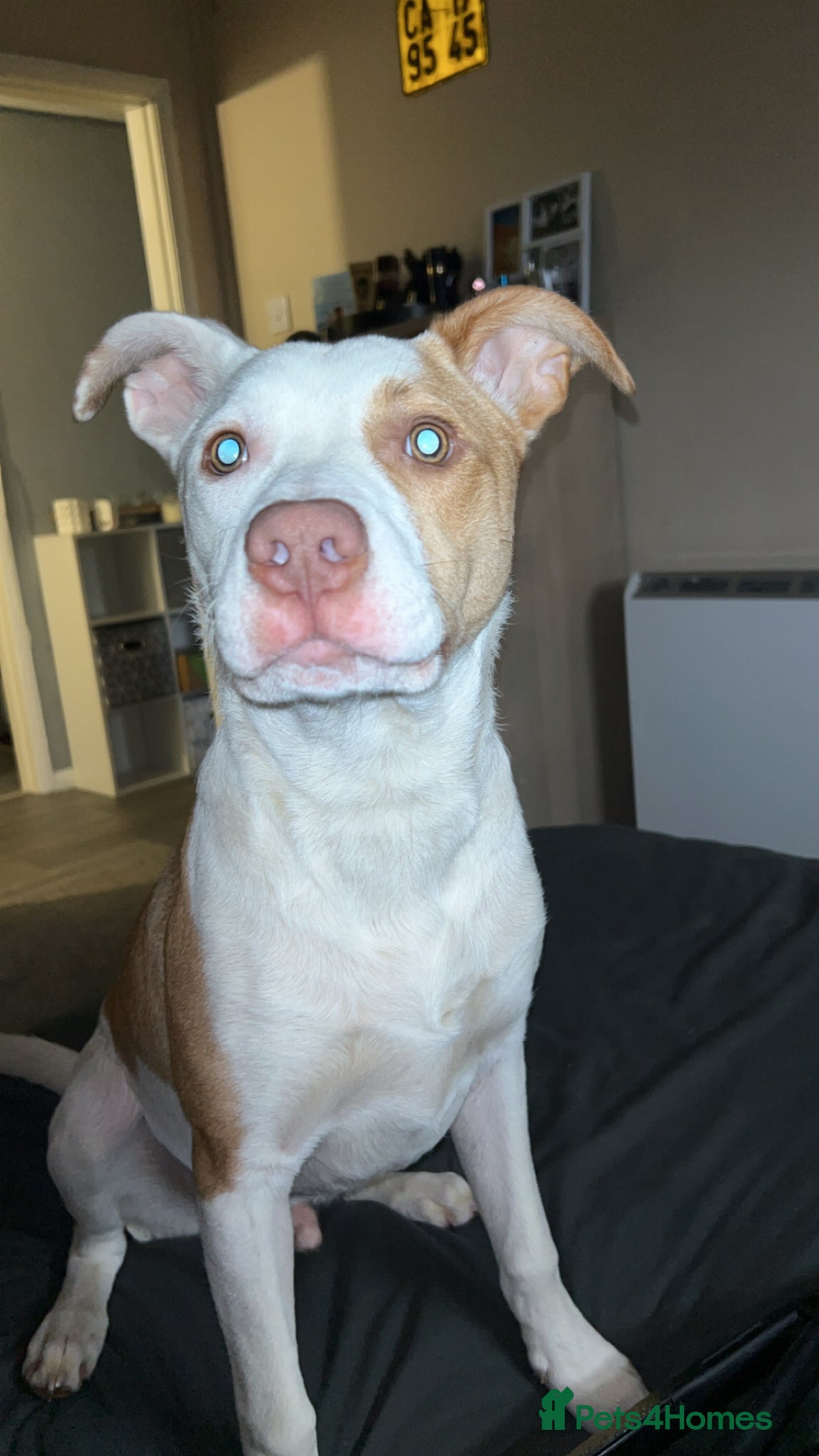 Mixed Breed dogs Loki  - Advert 2