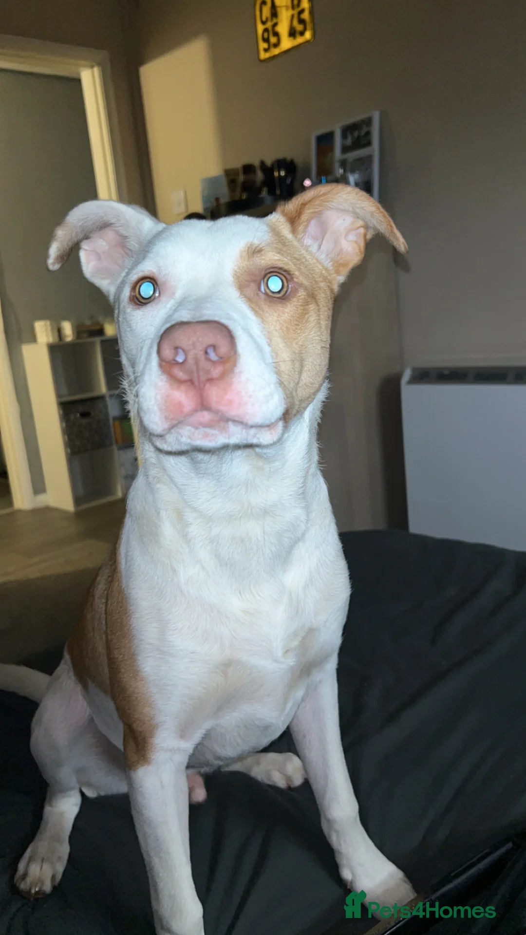 Mixed Breed dogs for sale: Loki  in Oakham - Advert 1