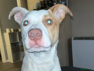 Mixed Breed dogs Loki - Advert 2