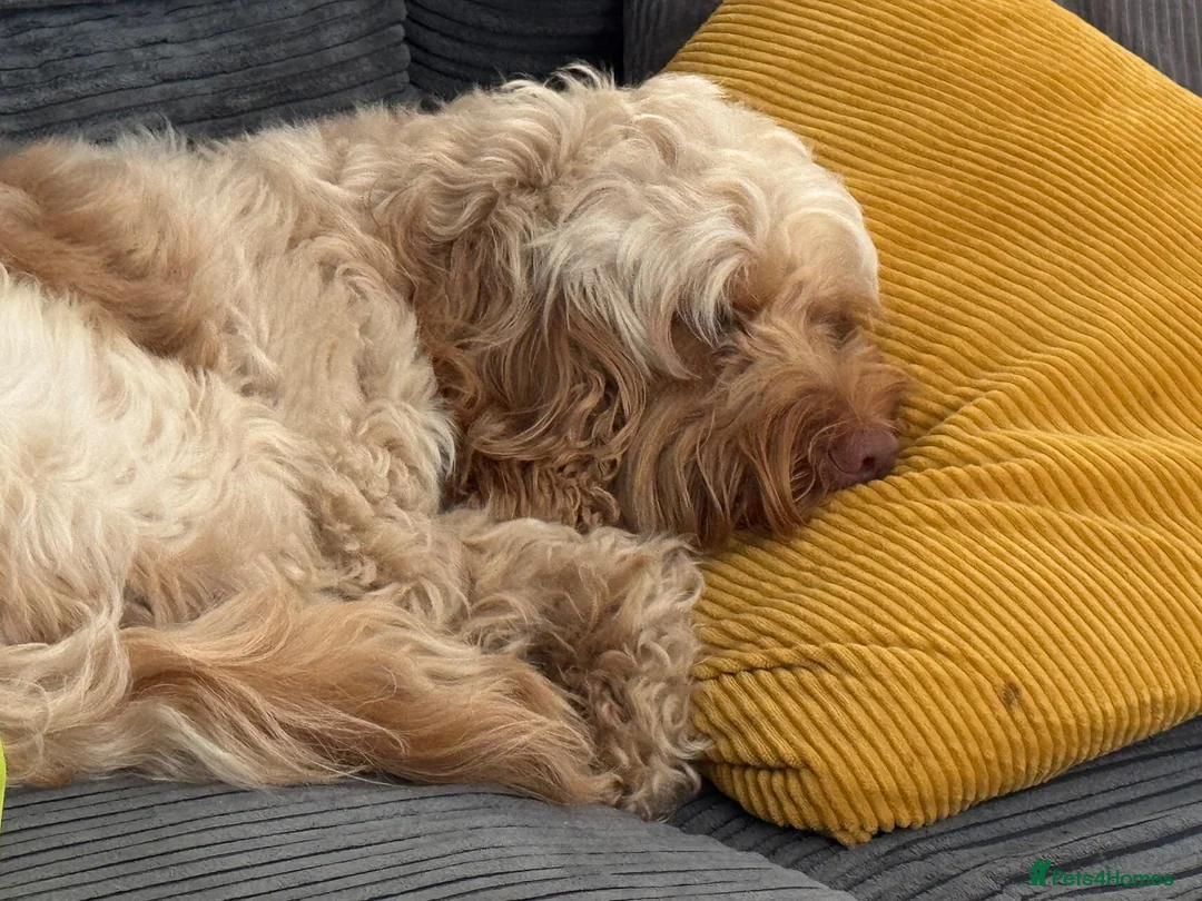 Cockapoo dogs for stud: Bobby in Preston - Advert 2