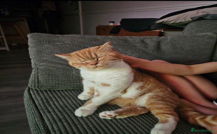 British Shorthair cats - Advert 12
