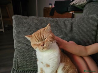 British Shorthair cats - Advert 3