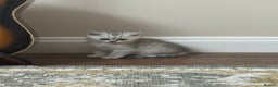 British Shorthair cats for sale: 2 TICA registered BSH kittens  - Advert 21