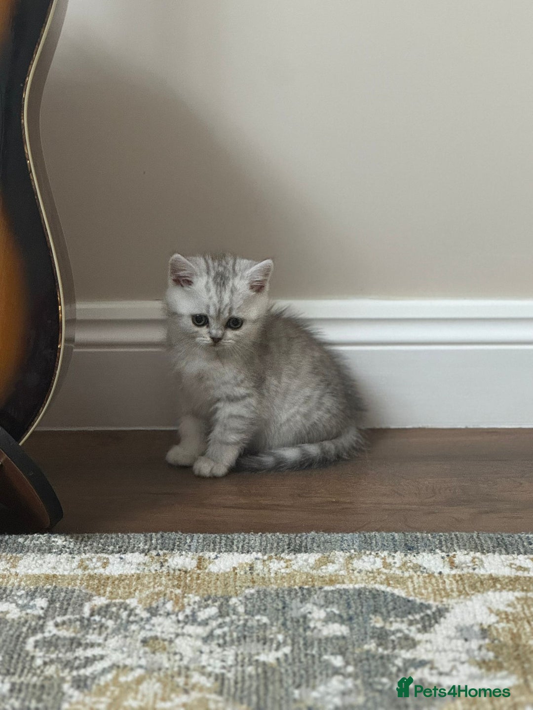 British Shorthair cats for sale: 2 TICA registered BSH kittens  - Advert 21