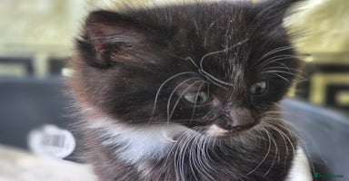 Mixed Breed cats - Advert 16