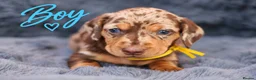 Miniature Dachshund dogs for sale: ❤️KC registered 8 Miniature Dachshund Puppies ❤️ - Advert 16