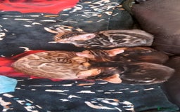 Bengal cats for sale: Pedigree Bengal Kittens - Image 13