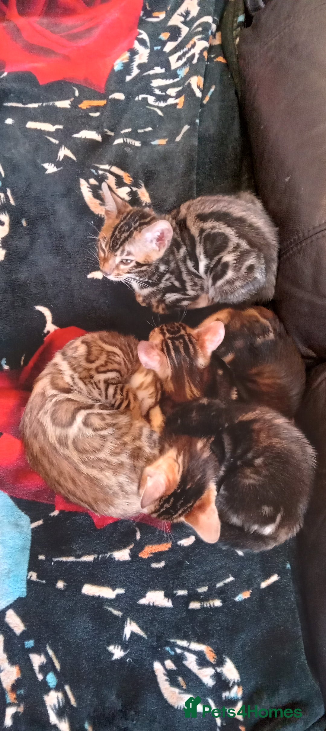 Bengal cats for sale: Pedigree Bengal Kittens - Image 13
