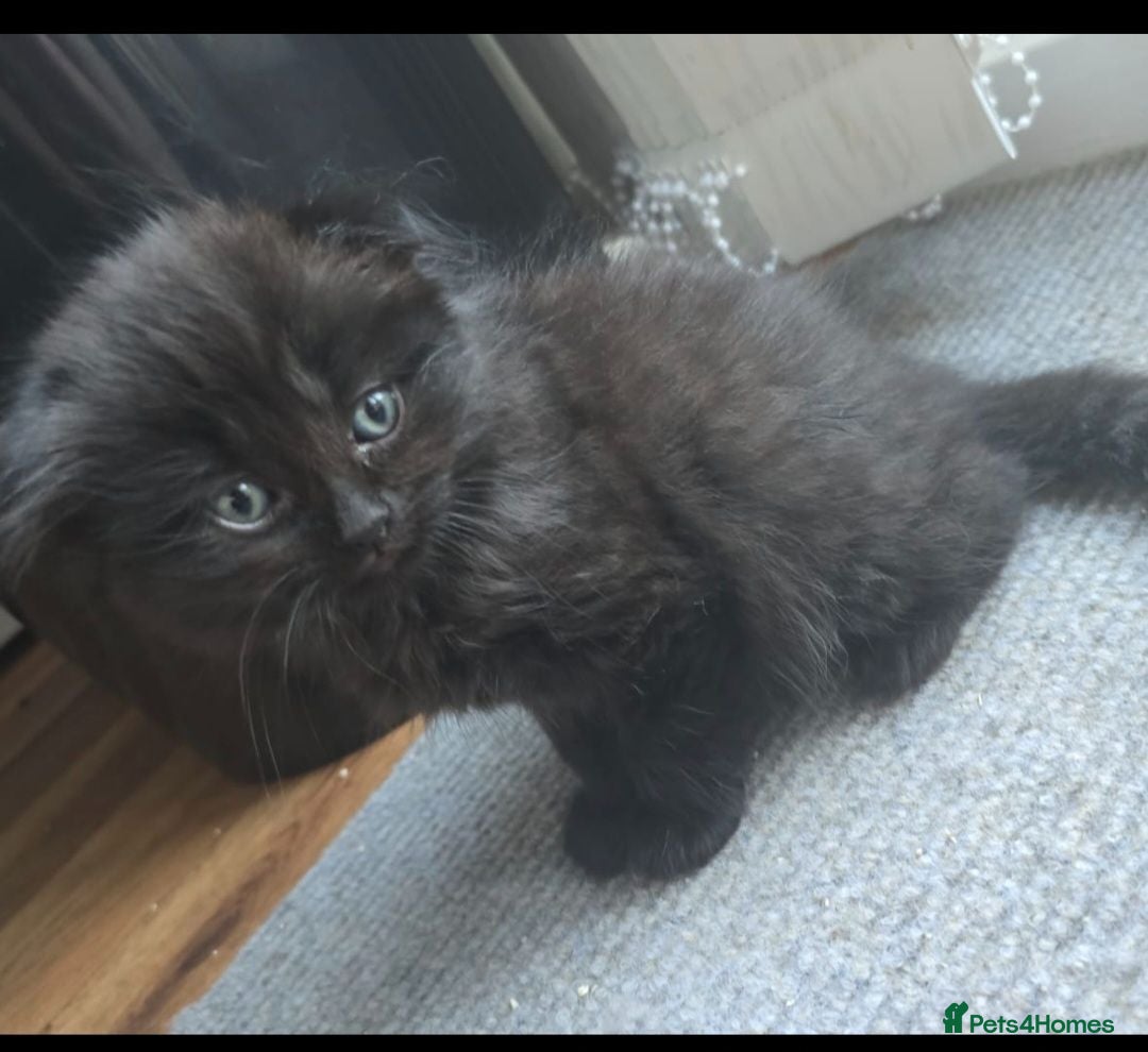 Scottish Fold cats READY TO LEAVE Scottish fold kittens  - Advert 8