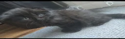 Scottish Fold cats for sale: Beautiful Scottish fold kittens readyto leave - Advert 7