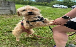 Mixed Breed dogs for adoption: Meet Charlie, currently residing in Aberdeen - Advert 7