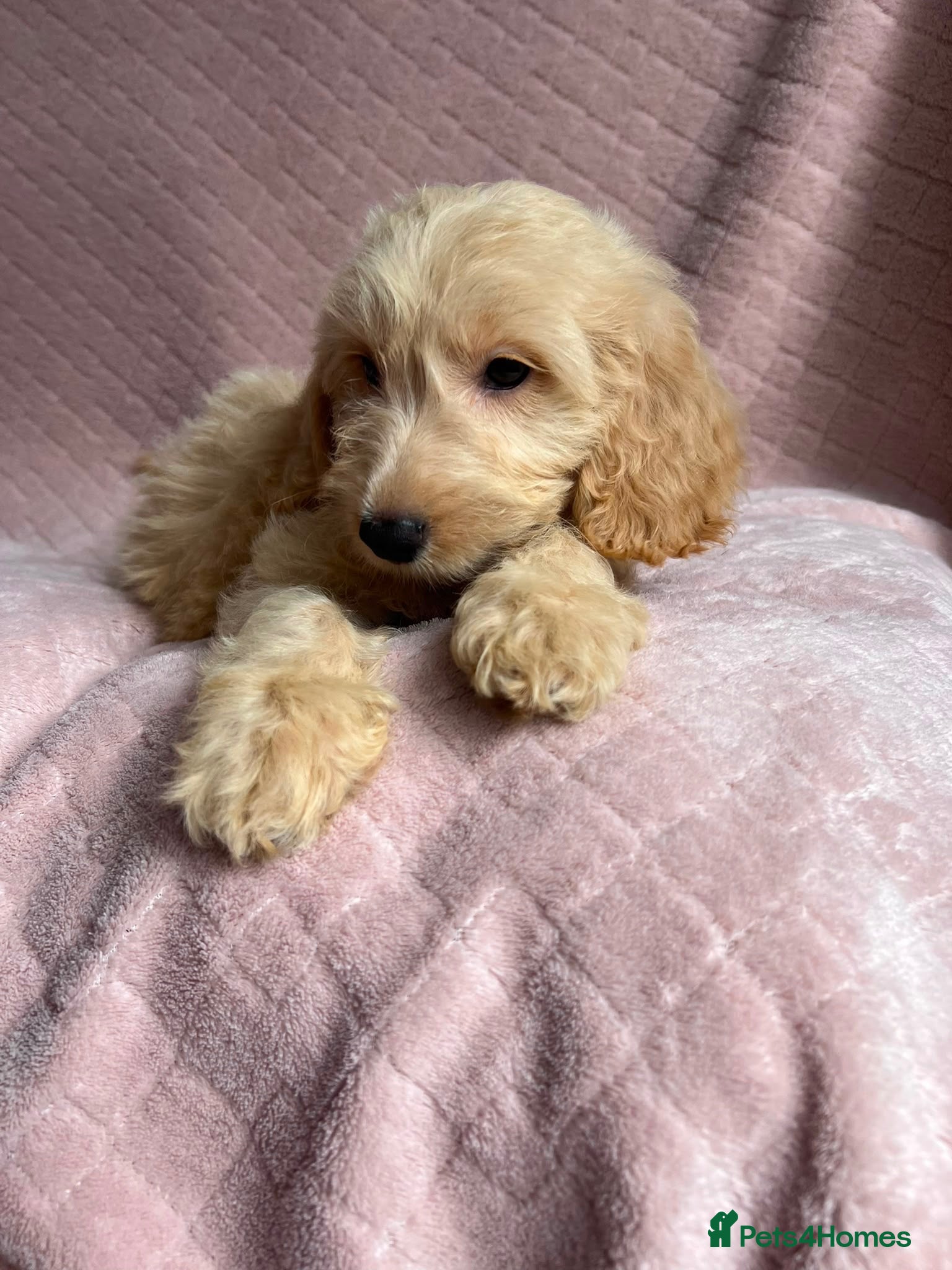 Cockapoo dogs   2 Cockapoo boy puppies  - Advert 14