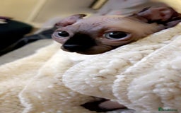 Sphynx cats for stud: Male stud wanted  - Image 7