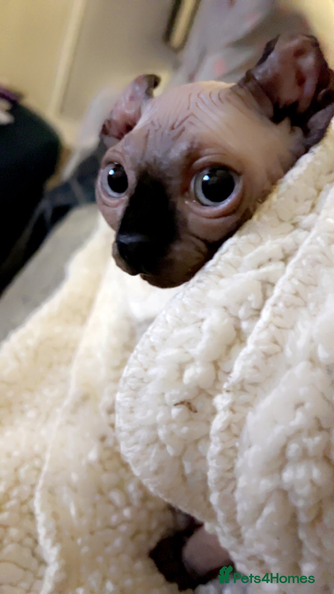 Sphynx cats for stud: Male stud wanted  - Image 7
