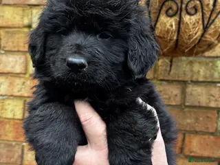 Mixed Breed dogs ⭐️ golden shepherd ⭐️ - Advert 17