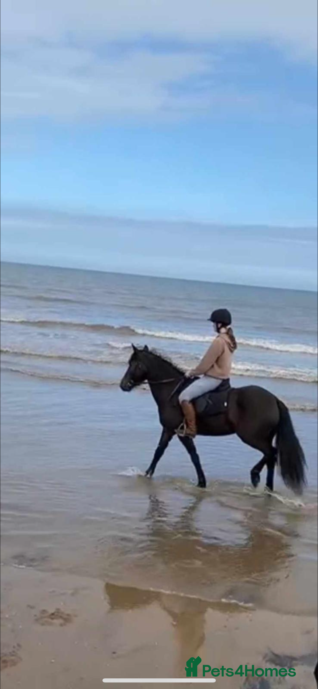 Other Breed horses for sale: Alrounder - Advert 4
