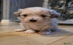 Mixed Breed dogs for sale: Beautiful bichon maltese puppys - Image 2