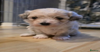 Mixed Breed dogs - Advert 9