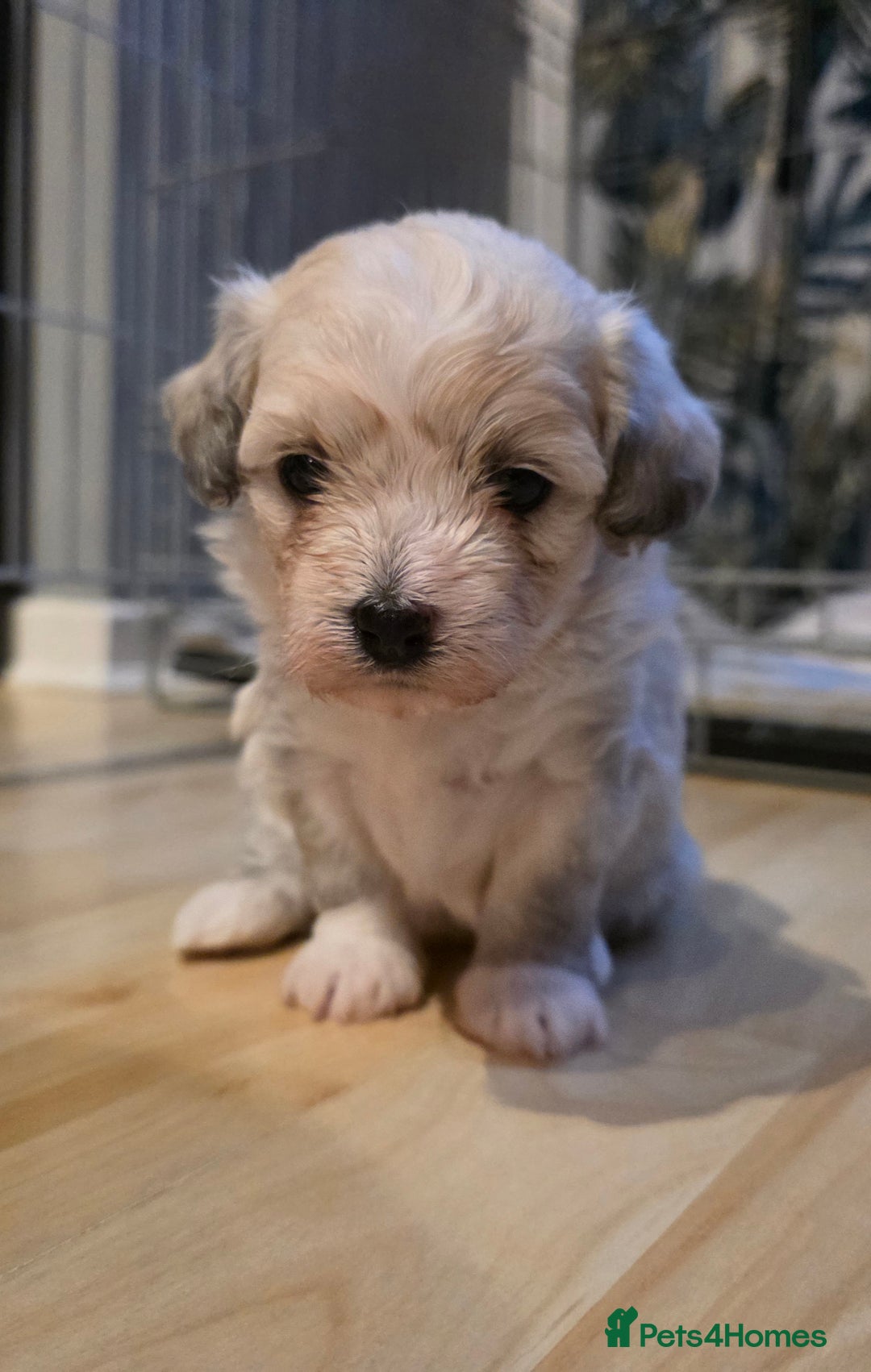 Mixed Breed dogs for sale: Beautiful bichon maltese puppys - Image 2