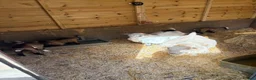 Goats livestock for sale: Purebred Pygmy goat kids  - Advert 2