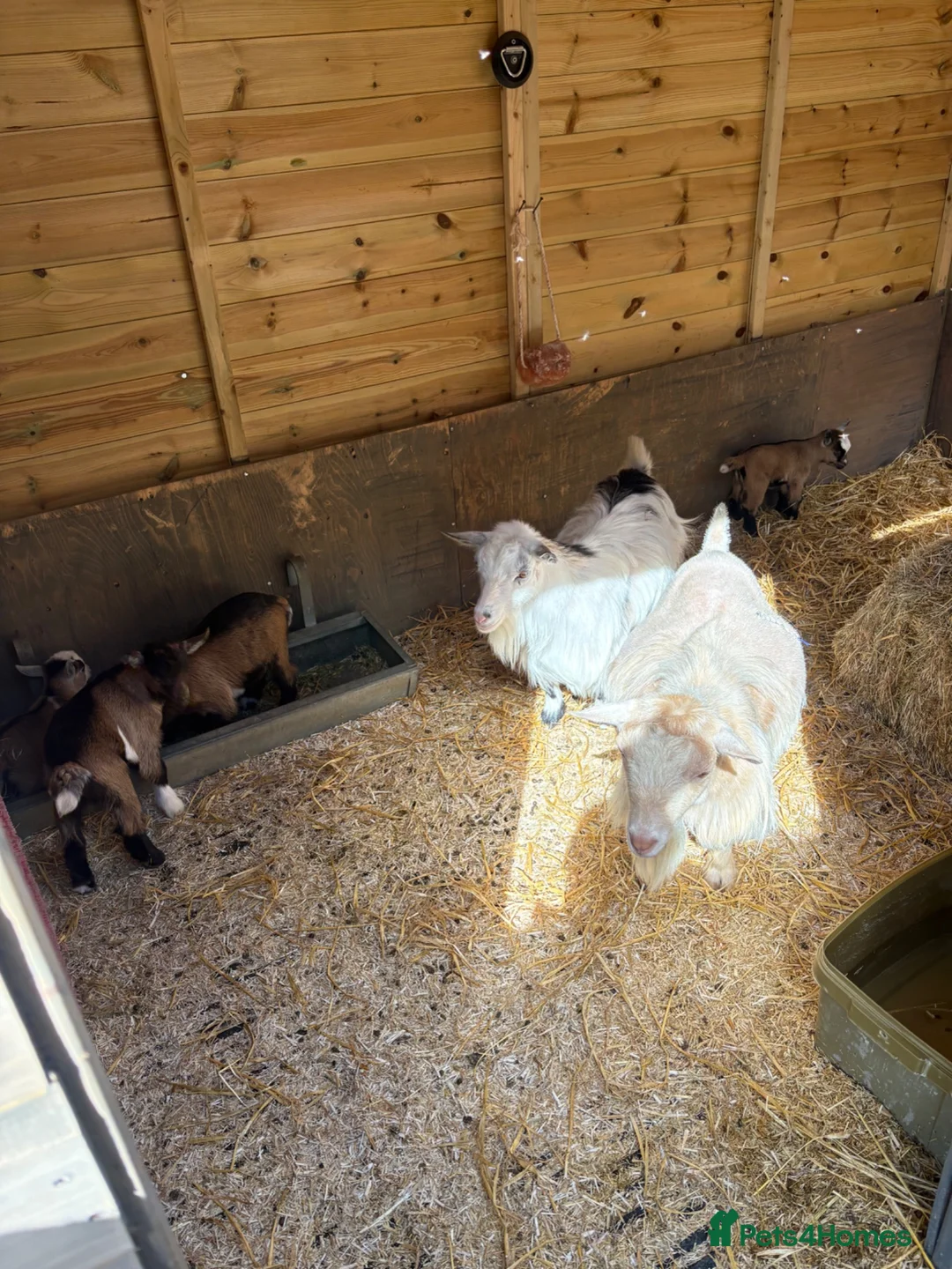 Goats livestock for sale: Purebred Pygmy goat kids  - Advert 2