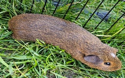 Guinea Pig rodents for sale: Guinea pigs  - Image 7