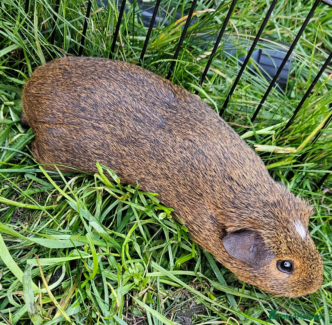 Guinea Pig rodents for sale: Guinea pigs  - Image 7