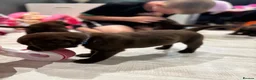 Labrador Retriever dogs for sale: Ready to leave in 1 week. Only boys left - Advert 2