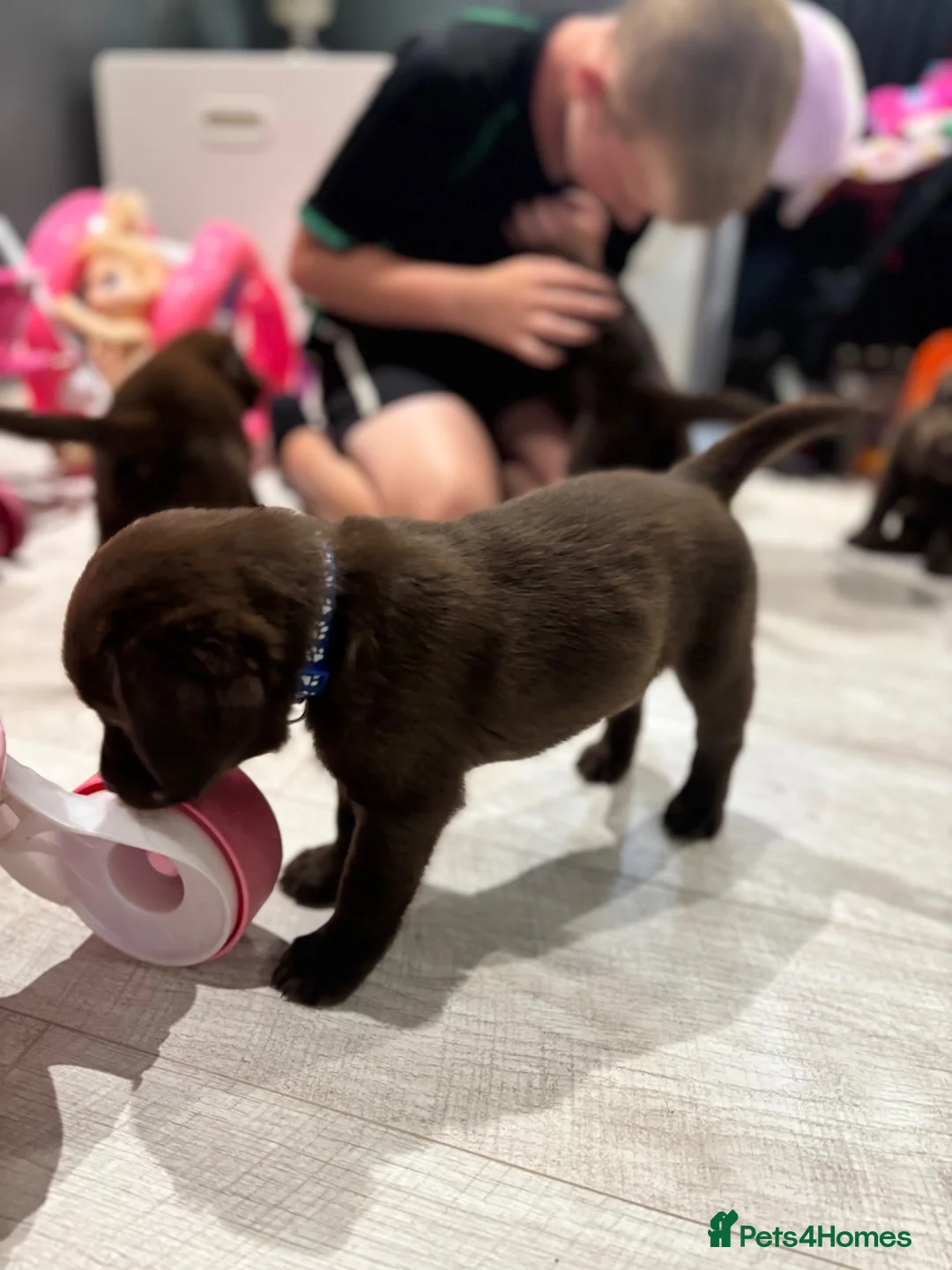 Labrador Retriever dogs for sale: Ready to leave in 1 week. Only boys left - Advert 2