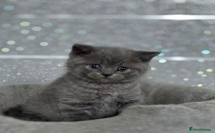 British Shorthair cats in Preston - Advert 14