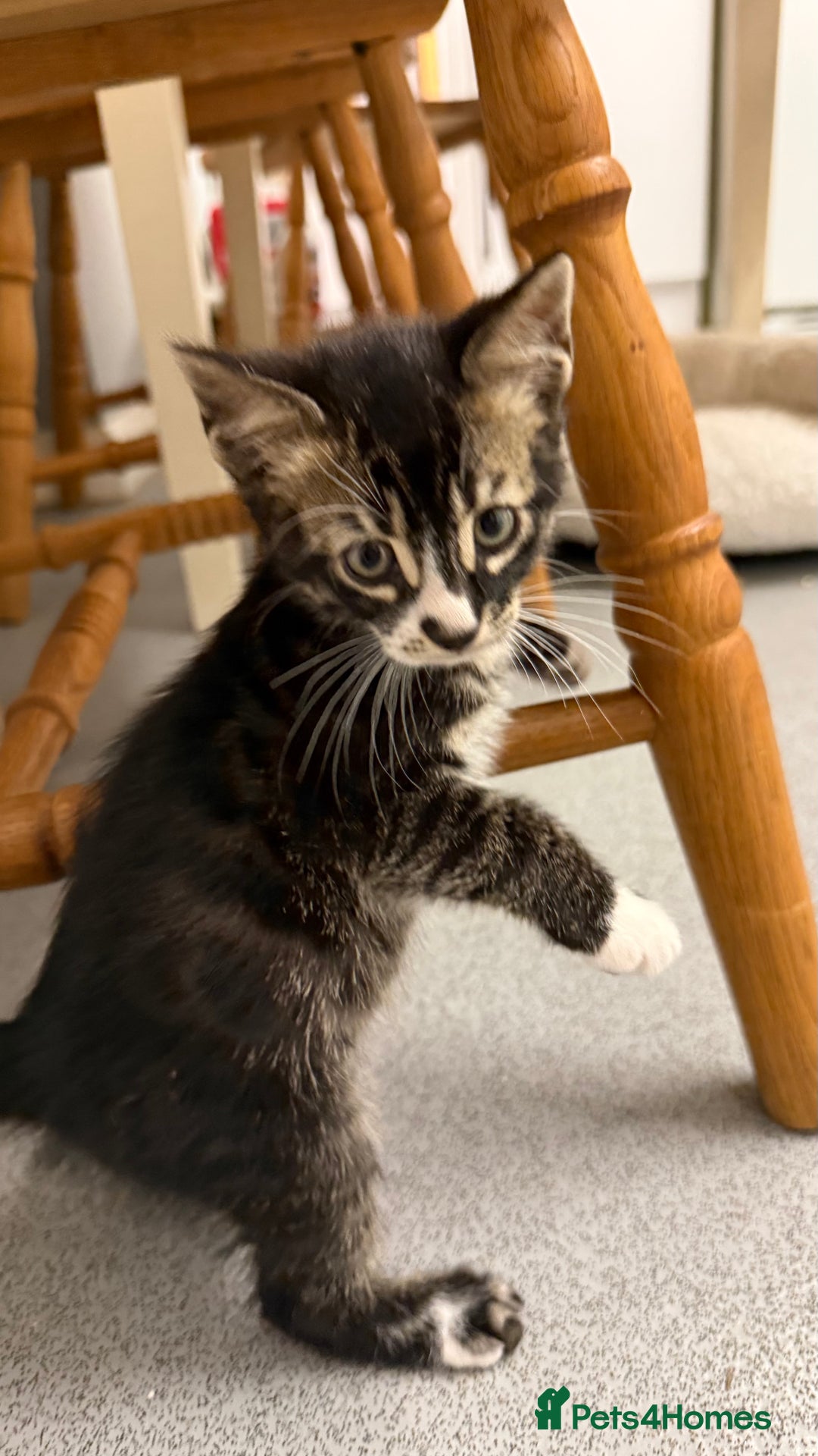 Mixed Breed cats for sale: Male kitten - Advert 7