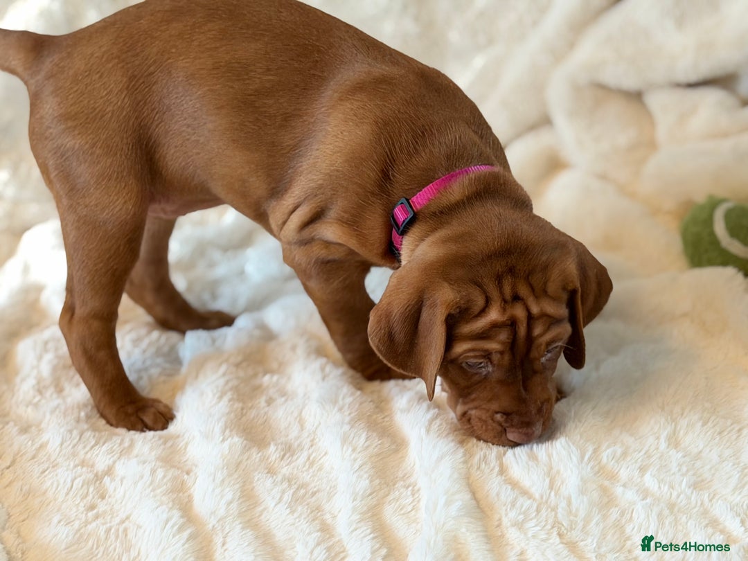 Hungarian Vizsla dogs for sale: Beautiful Hungarian Vizsla Puppies – 5⭐ Homes Only - Advert 20