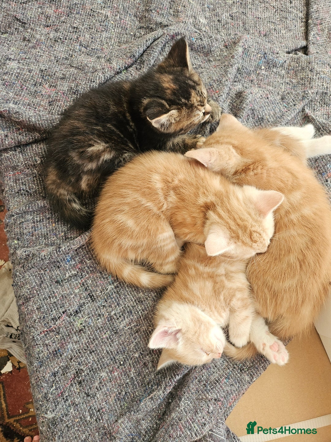 Mixed Breed cats for sale: Georous ginger female tabbies, grey tabby, torties - Advert 10