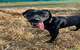 Mixed Breed dogs for sale: 1 year old black female black Labrador mix  - Image 19