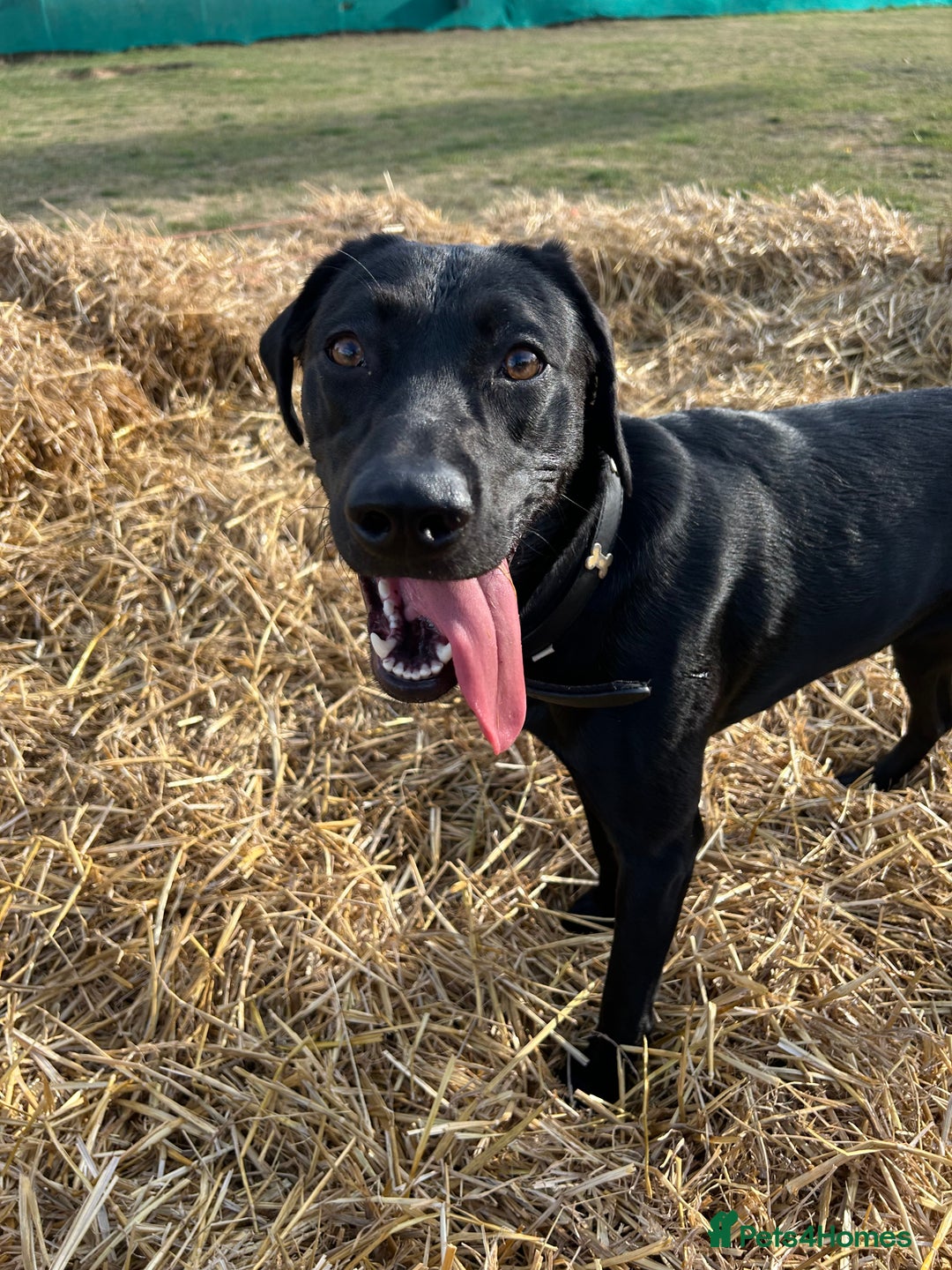 Mixed Breed dogs for sale: 1 year old black female black Labrador mix  - Image 19