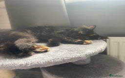 British Shorthair cats for sale: Kitten for sale! - Image 1