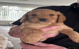Cockapoo dogs for sale: Cockapoo puppies for sale  - Image 13