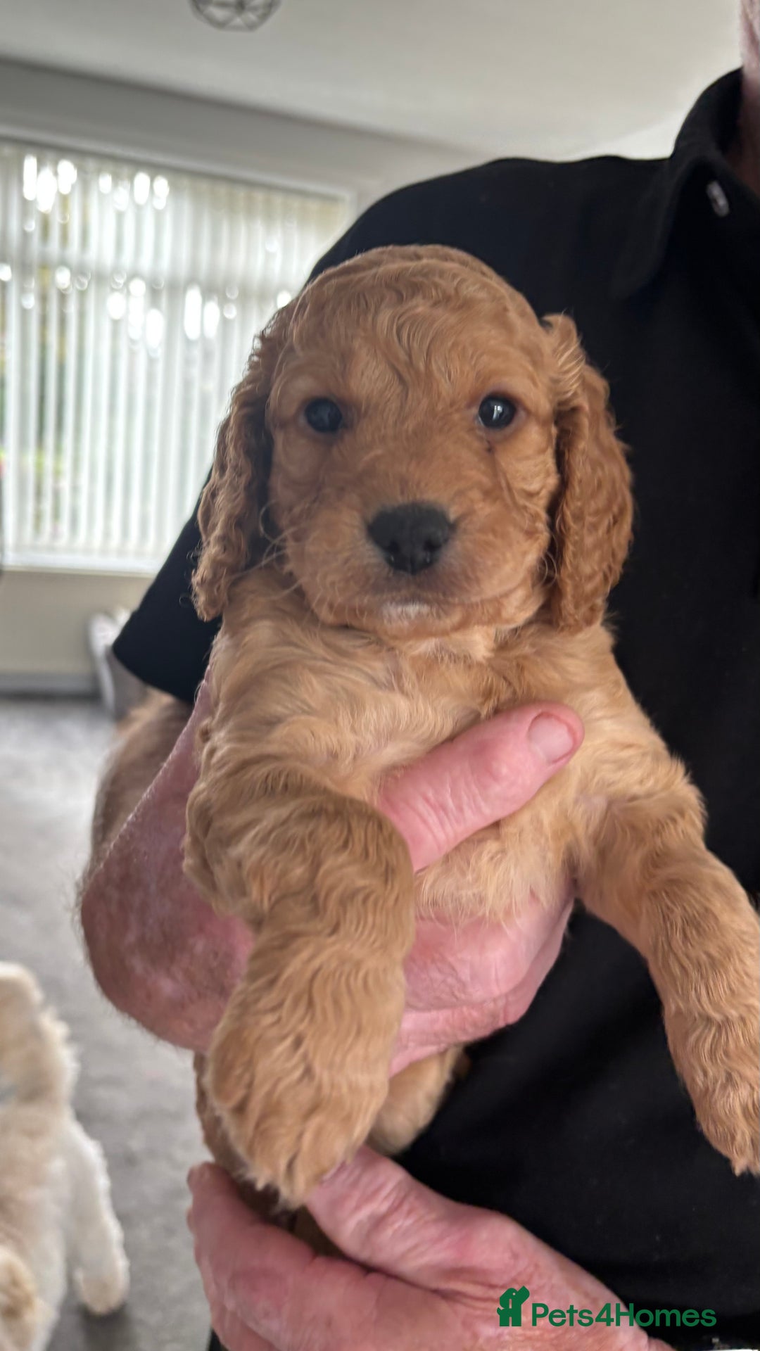 Cockapoo dogs for sale: Cockapoo puppies for sale  - Image 13