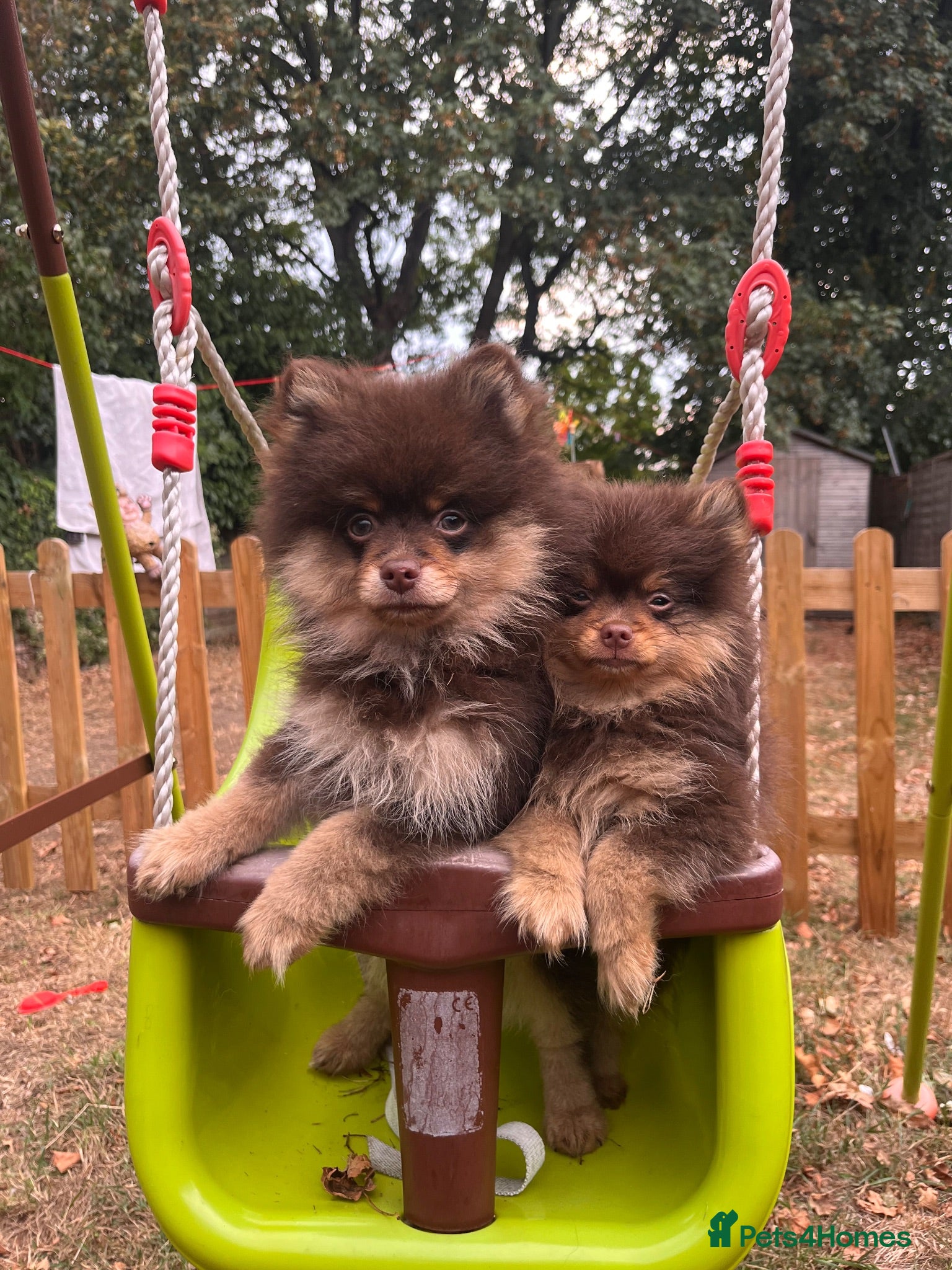 Pomeranian dogs SUPER FLUFFY Pomeranians ready to leave NOW - Advert 1
