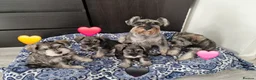 Miniature Schnauzer dogs for sale: 4 miniature schnauzers girls in Norwich - Advert 8