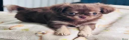 Chihuahua dogs for sale: Beautiful long coat puppies  - Advert 9