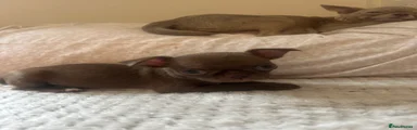 Chihuahua 2