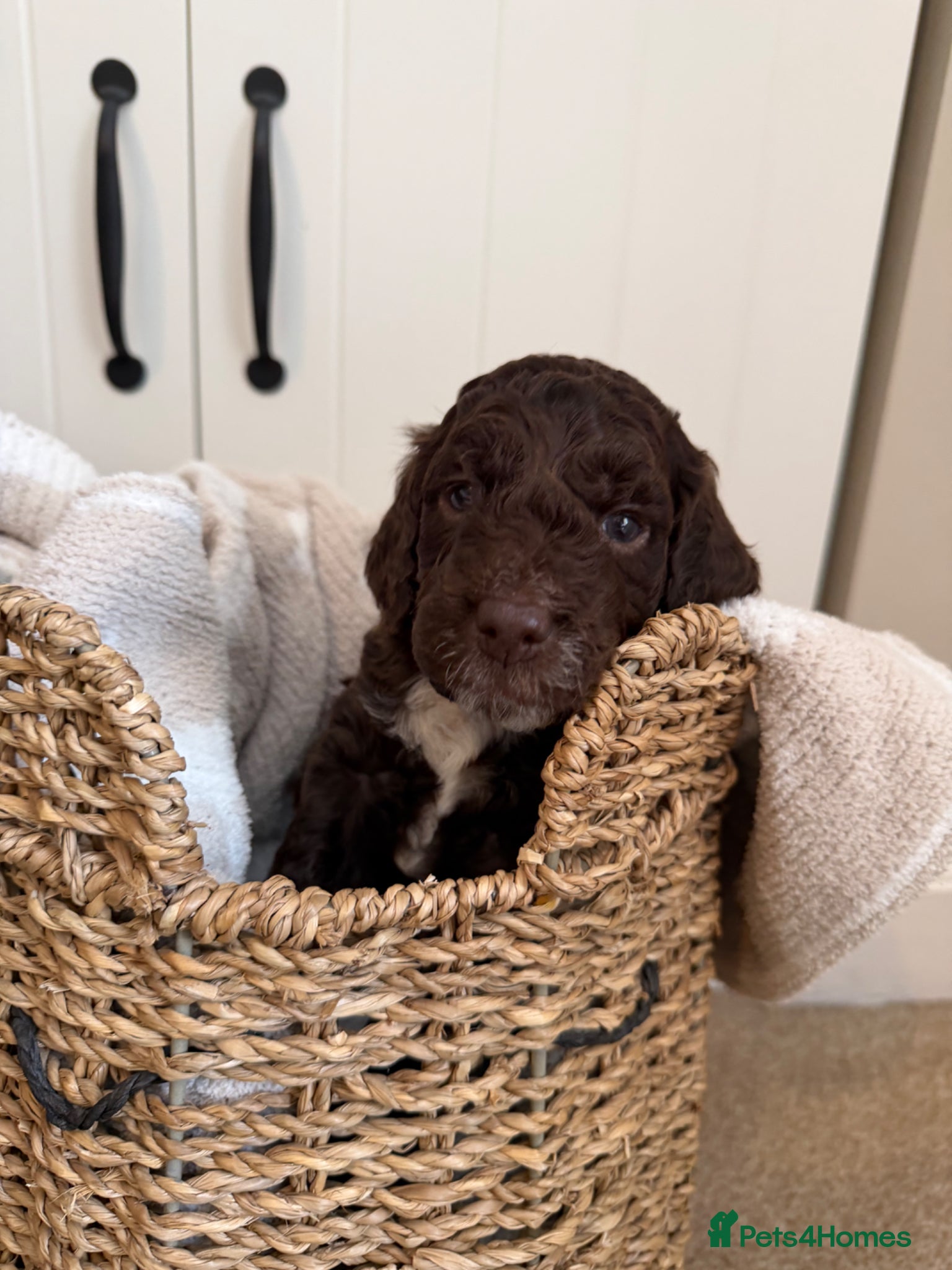 Cockapoo dogs Cockapoo puppies for sale  - Advert 4